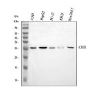CD151 Antibody Human, Mouse and Rat WB. Western blot analysis of human, rat, and mouse cell lysates using CD151 Antibody. Lane 1: A549 human lung carcinoma cells. Lane 2: HepG2 human hepatocellular carcinoma cells. Lane 3: PC-12 rat pheochromocytoma cells. Lane 4: RH35 rat hepatoma cells. Lane 5: RAW264.7 mouse macrophage-like cells. A distinct immunoreactive band is detected at approximately 28 kDa in all samples, consistent with the predicted molecular weight of CD151. These results demonstrate that this CD151 Antibody, a Tetraspanin Cell Adhesion Protein Antibody, specifically detects endogenous CD151 across human, rat, and mouse cell lines and is suitable for Western blot analysis.