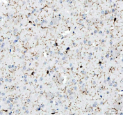 AIF1 Antibody Mouse Brain IHC. Immunohistochemistry analysis of paraffin-embedded mouse brain tissue using AIF1 Antibody demonstrates HRP-DAB brown cytoplasmic staining in microglial cells distributed throughout the neural parenchyma, with characteristic ramified morphology and fine cellular processes consistent with AIF1 / IBA1 expression as a microglia marker involved in neuroinflammatory response and immune surveillance, while neurons and glial cells remain largely negative; nuclei are counterstained blue. HIER: heat-mediated antigen retrieval in EDTA buffer (pH 8.0).