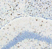 AIF1 Antibody Rat Brain IHC. Immunohistochemistry analysis of paraffin-embedded rat brain tissue using AIF1 Antibody demonstrates HRP-DAB brown cytoplasmic staining in microglial cells distributed throughout the neural parenchyma, including regions adjacent to neuronal layers, with characteristic ramified morphology and fine processes consistent with AIF1 / IBA1 expression as a microglia marker involved in neuroinflammatory surveillance, while neurons remain largely negative; nuclei are counterstained blue. HIER: heat-mediated antigen retrieval in EDTA buffer (pH 8.0).