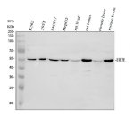 EIF3E Antibody Human, Rat and Mouse WB. Western blot analysis was performed using EIF3E Antibody. Lane 1: human K562 whole cell lysate; lane 2: human 293T whole cell lysate; lane 3: human MCF-7 whole cell lysate; lane 4: human HepG2 whole cell lysate; lane 5: rat liver tissue lysate; lane 6: rat brain tissue lysate; lane 7: mouse liver tissue lysate; lane 8: mouse brain tissue lysate. Proteins were separated on a 10% SDS-PAGE gel, transferred to a nitrocellulose membrane, and incubated with the primary antibody at 0.5 ug/ml overnight at 4Â°C. A specific immunoreactive band is detected at approximately 52 kDa in all tested samples, consistent with the expected molecular weight of EIF3E. These results demonstrate that this Translation Initiation Factor Antibody is suitable for Western blot detection of EIF3E across human, rat, and mouse tissues and cell lines.