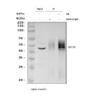 EIF3E Antibody HepG2 Cell IP. Immunoprecipitation was performed using EIF3E Antibody on HepG2 whole cell lysate. Lane 1: input HepG2 lysate (30 ug); lane 2: rabbit IgG immunoprecipitation control; lane 3: EIF3E immunoprecipitated from 500 ug of HepG2 lysate using 2 ug of EIF3E Antibody. The immunoprecipitated proteins were analyzed by Western blot with the same antibody at 0.5 ug/ml, followed by detection with an HRP-conjugated light chain-specific secondary antibody. A specific band is detected at approximately 52 kDa, consistent with the expected molecular weight of EIF3E, confirming efficient and specific immunoprecipitation. These results demonstrate that this Translation Initiation Factor Antibody is suitable for immunoprecipitation and Western blot detection of EIF3E.