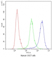 Cyclophilin A Antibody U937 Flow Cytometry. Flow cytometric analysis of human U937 cells stained with Cyclophilin A Antibody / Protein Folding Chaperone Antibody demonstrates a clear rightward shift of the antibody-stained population (blue) relative to both the isotype control (green) and unstained cells (red). The observed fluorescence profile is consistent with expression of Cyclophilin A (PPIA), a highly conserved peptidyl-prolyl cis-trans isomerase that functions as a molecular chaperone involved in protein folding, intracellular signaling, and cellular stress responses. The distinct separation between the Cyclophilin A antibody and control populations supports specific detection of endogenous Cyclophilin A by flow cytometry. Cells were blocked with goat serum and stained with Cyclophilin A antibody at 1 ug/10^6 cells. Red = cells alone, Green = isotype control, Blue = Cyclophilin A antibody.