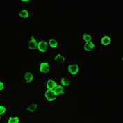 Cyclophilin A Antibody THP-1 IF. Immunofluorescent staining of FFPE human THP-1 cells using Cyclophilin A Antibody / Protein Folding Chaperone Antibody demonstrates strong green fluorescence predominantly within the cytoplasmic compartment of the cells. The staining pattern is consistent with expression of Cyclophilin A (PPIA), a highly abundant peptidyl-prolyl cis-trans isomerase that functions as a molecular chaperone involved in protein folding, intracellular signaling, and cellular stress response pathways. Robust cytoplasmic immunoreactivity supports the known intracellular localization of Cyclophilin A and demonstrates the utility of this antibody for immunofluorescence detection in FFPE cell preparations. HIER: steam section in pH6 citrate buffer for 20 min. Cyclophilin A antibody concentration: 2 ug/ml. Green = Cyclophilin A antibody staining.