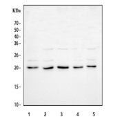 Western blot testing of 1) human ThP-1, 2) human MCF7, 3) human A549, 4) human HeLa and 5) rat C6 cell lysate with Bax antibody at 0.5ug/ml. Predicted molecular weight: 21-24 kDa.