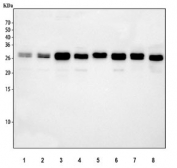 Bcl-XL Antibody WB. Western blot analysis of human Jurkat (lane 1), HeLa (lane 2), A549 (lane 3), and Raji (lane 4) cell lysates, as well as rat brain (lane 5), rat C6 (lane 6), mouse brain (lane 7), and mouse NIH 3T3 (lane 8) lysates using Bcl-XL Antibody / Anti-Apoptotic Protein Antibody demonstrates a distinct immunoreactive band at approximately 26-30 kDa across human, rat, and mouse samples. The detected band is consistent with expression of Bcl-XL, the major anti-apoptotic isoform encoded by the BCL2L1 gene. Bcl-XL functions at the outer mitochondrial membrane where it inhibits apoptosis by suppressing activation of pro-apoptotic BCL2 family proteins and preventing cytochrome c release. The broad cross-species reactivity observed supports the conserved role of Bcl-XL in regulating cell survival and mitochondrial integrity. Antibody concentration: 0.5 ug/ml. Predicted molecular weight: 26-30 kDa.