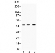 Western blot testing of 1) rat ovary, 2) mouse ovary and 3) human MCF7 cell lysate with NANOG/Pluripotency Marker NANOG antibody at 0.5ug/ml. Predicted molecular weight: 35-45 kDa.