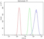 HSP22 Antibody U-2 OS Cell FACS. Flow cytometry testing of fixed and permeabilized human U-2 OS cells with HSP22 Antibody at 1 ug/million cells. Cells were blocked with goat serum prior to incubation with HSP22 antibody, followed by fluorescent secondary antibody detection. Red: cells alone; Green: isotype control; Blue: HSP22 antibody. HSP22 Antibody / Small Heat Shock Protein Antibody demonstrates increased fluorescence intensity consistent with intracellular HSPB8 expression and supports studies of molecular chaperone activity, protein quality control and cellular stress response pathways.