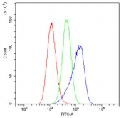 Beta-Catenin Antibody A549 Cell FACS. Flow cytometry analysis of human A549 cells using Beta-Catenin antibody shows a clear rightward shift of the blue population relative to both the red cells-only control and the green isotype control, indicating specific detection of CTNNB1 / Catenin beta-1 expression. The fluorescence profile supports intracellular localization consistent with beta-catenin distribution in cytoplasmic and membrane-associated pools following fixation and permeabilization. Red represents cells alone, green represents isotype control, and blue represents Beta-Catenin antibody staining.