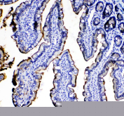 Immunohistochemical staining of IL-33 in mouse colon tissue using Il-33 antibody, HRP-conjugated secondary antibody and DAB substrate. Nuclear and cytoplasmic staining is observed in epithelial cells. HIER: steam section in pH8 EDTA buffer for 20 min.