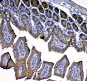 Immunohistochemical staining of mouse colon tissue using IL-33 antibody. Staining was performed with an HRP-conjugated secondary antibody and DAB substrate, with hematoxylin counterstaining. Staining is observed in epithelial and stromal regions. HIER: steam section in pH8 EDTA buffer for 20 min.