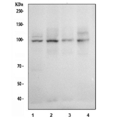 Western blot testing of human 1) Jurkat, 2) Daudi, 3) Ramos and 4) Raji cell lysate with NFAT2 antibody at 0.5ug/ml. Predicted molecular weight: ~77 kDa (isoform A), ~88 kDa (isoform B), ~101 kDa (isoform C).