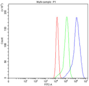 Flow cytometry testing of fixed human A549 cells with CD47 antibody at 1ug/million cells (blocked with goat sera); Red=cells alone, Green=isotype control, Blue= CD47 antibody.