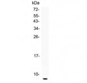 Western blot testing of recombinant rat partial protein with Egf antibody at 0.5ug/ml.