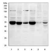 Western blot testing of 1) human MCF7, 2) human Caco-2, 3) human A549, 4) human K562, 5) rat testis and 6) mouse testis tissue lysate with PTP1B antibody. Predicted molecular weight ~50 kDa.