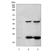Western blot testing of 1) human HepG2, 2) rat brain and 3) mouse brain lysate with SCF antibody at 0.5ug/ml. A strong band is detected at approximately 45 kDa in rat and mouse brain, corresponding to the glycosylated membrane precursor, together with a second band at approximately 24 kDa that is consistent with the cleaved soluble form of SCF. Human Caco-2 lysate shows only faint reactivity, indicating lower endogenous SCF expression under these conditions.