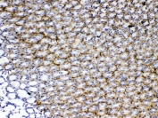 IHC testing of FFPE rat stomach tissue with Periostin antibody rabbit polyclonal at 1ug/ml. Required HIER: steam section in pH6 citrate buffer for 20 min and allow to cool prior to testing.