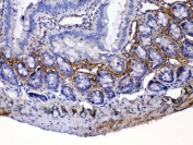 IHC testing of FFPE rat small intestine tissue with Periostin antibody rabbit polyclonal at 1ug/ml. Required HIER: steam section in pH6 citrate buffer for 20 min and allow to cool prior to testing.