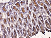 pS2 Antibody for IHC in Mouse. Immunohistochemistry analysis of Trefoil factor 1 (TFF1) in formalin-fixed, paraffin-embedded mouse stomach tissue using pS2 Antibody for IHC in Mouse at 1 ug/ml. Gastric glandular epithelial cells demonstrate HRP-DAB brown cytoplasmic staining consistent with expression of the secreted trefoil peptide TFF1 within mucus-producing gastric epithelium. Hematoxylin counterstain highlights nuclei (blue). Antigen retrieval was performed by steaming tissue sections in pH6 citrate buffer for 20 min followed by cooling prior to immunohistochemistry staining.