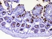 IHC testing of FFPE mouse small intestine tissue with Tff3 antibody at 1ug/ml. Required HIER: steam section in pH6 citrate buffer for 20 min and allow to cool prior to testing.