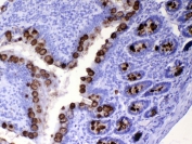 IHC testing of FFPE rat small intestine tissue with Tff3 antibody at 1ug/ml. Required HIER: steam section in pH6 citrate buffer for 20 min and allow to cool prior to testing.