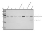 IL-17F Antibody Human, Mouse and Rat WB. Western blot analysis of human SH-SY5Y, U251 and PC-3 whole cell lysates, rat small intestine and PC-12 lysates, and mouse small intestine and RAW264.7 whole cell lysates using IL-17F Antibody, a Pro-Inflammatory Cytokine Antibody, at 0.5 ug/ml. An HRP-conjugated goat anti-rabbit IgG secondary antibody with ECL substrate was used for detection. IL-17F Antibody detects a predominant band at approximately 27-30 kDa, consistent with the mature glycosylated form of IL-17F, while a lower molecular weight non-glycosylated band is also observed in mouse RAW264.7 lysate.