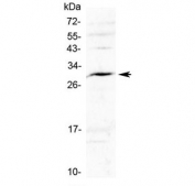 Interleukin 17F Antibody Rat Spleen WB. Western blot analysis of rat spleen lysate using Interleukin 17F Antibody / IL-17F at 0.5 ug/ml. An HRP-conjugated secondary antibody with ECL substrate was used for detection. Interleukin 17F Antibody detects a prominent band at approximately 30 kDa, consistent with the IL-17F homodimer, while the expected monomeric forms migrate at approximately 15-20 kDa.