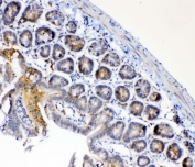 IHC testing of FFPE mouse small intestine tissue with FH antibody at 1ug/ml. Required HIER: steam section in pH6 citrate buffer for 20 min and allow to cool prior to testing.