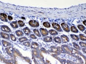 WFDC2 Antibody Mouse Small Intestine IHC. Immunohistochemistry was performed on FFPE mouse small intestine tissue using WFDC2 Antibody at 1 ug/mL. Heat-induced epitope retrieval was performed by steaming tissue sections in pH 6 citrate buffer for 20 minutes followed by cooling prior to incubation with the primary antibody. Bound antibody was visualized using an HRP-conjugated secondary antibody and DAB chromogen. Strong cytoplasmic staining is observed within the intestinal glandular epithelium, consistent with WFDC2 expression, while surrounding tissues exhibit minimal background staining. These results demonstrate that this WAP Four-Disulfide Core Domain Protein 2 Antibody is suitable for immunohistochemical detection of WFDC2 in formalin-fixed, paraffin-embedded mouse tissue.