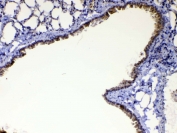 WFDC2 Antibody Mouse Lung IHC. Immunohistochemistry was performed on FFPE mouse lung tissue using WFDC2 Antibody at 1 ug/mL. Heat-induced epitope retrieval was performed by steaming tissue sections in pH 6 citrate buffer for 20 minutes followed by cooling prior to incubation with the primary antibody. Bound antibody was visualized using an HRP-conjugated secondary antibody and DAB chromogen. Distinct membranous and apical cytoplasmic staining is observed in the bronchial epithelial cells, while the surrounding lung parenchyma exhibits minimal background staining. These results demonstrate that this WAP Four-Disulfide Core Domain Protein 2 Antibody is suitable for immunohistochemical detection of WFDC2 in formalin-fixed, paraffin-embedded mouse tissue.