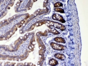WFDC2 Antibody Rat Small Intestine IHC. Immunohistochemistry was performed on FFPE rat small intestine tissue using WFDC2 Antibody at 1 ug/mL. Heat-induced epitope retrieval was performed by steaming tissue sections in pH 6 citrate buffer for 20 minutes followed by cooling prior to incubation with the primary antibody. Bound antibody was visualized using an HRP-conjugated secondary antibody and DAB chromogen. Strong cytoplasmic staining is observed within the intestinal glandular epithelium, consistent with WFDC2 expression, while surrounding tissues exhibit minimal background staining. These results demonstrate that this WAP Four-Disulfide Core Domain Protein 2 Antibody is suitable for immunohistochemical detection of WFDC2 in formalin-fixed, paraffin-embedded rat tissue.