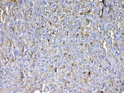 CD105 Antibody Mouse Liver IHC. Immunohistochemistry analysis of FFPE mouse liver tissue using CD105 Antibody demonstrates HRP-DAB brown membranous staining in endothelial cells outlining hepatic sinusoidal and vascular structures, consistent with Endoglin / CD105 expression in liver vasculature, supporting cross-species detection across mouse tissue types; nuclei are counterstained blue. HIER: steam sections in pH 6 citrate buffer for 20 min and allow to cool prior to testing.