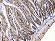 IHC testing of FFPE mouse small intestine tissue with MED4 antibody at 1ug/ml. Required HIER: steam section in pH6 citrate buffer for 20 min and allow to cool prior to testing.