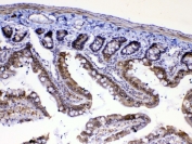 IHC testing of FFPE rat small intestine tissue with MED4 antibody at 1ug/ml. Required HIER: steam section in pH6 citrate buffer for 20 min and allow to cool prior to testing.