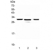 Western blot testing of 1) rat pancreas, 2) mouse pancreas and 3) human U-2 OS lysate with MED8 antibody at 0.5ug/ml. Expected molecular weight: 29-32 kDa.