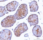 EPGN Antibody Mouse Testis IHC. Epigen was detected in a formalin-fixed, paraffin-embedded section of mouse testis tissue. Heat-induced epitope retrieval was performed by boiling the section in EDTA buffer, pH 8.0, for 20 minutes followed by cooling before staining. Brown chromogenic signal is broadly distributed throughout the seminiferous tubules, demonstrating cytoplasmic Epigen expression among developing germ cell populations, with limited staining in the surrounding interstitial tissue. This EPGN Antibody, also described as an EGFR Ligand Epigen Antibody, supports studies of epithelial growth factor signaling and Epigen distribution in mouse reproductive tissue.