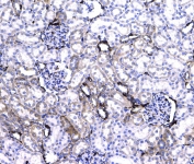 CD44 Antibody Rat Kidney IHC. Immunohistochemistry analysis of CD44 / CD44 antigen expression in FFPE rat kidney tissue using rabbit polyclonal antibody at 1 ug/ml. Membranous HRP-DAB brown staining is observed in tubular epithelial cells and along vascular-associated structures, highlighting cell surface localization consistent with CD44 expression. The staining pattern demonstrates regional variation across renal compartments, including tubular and interstitial areas, and supports its use for evaluating CD44 distribution and cellular organization in kidney tissue. Heat induced epitope retrieval was performed by steaming tissue sections in pH 6 citrate buffer for 20 min followed by cooling prior to testing.
