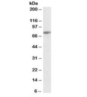 Western blot testing of Jurkat lysate with SLP76 antibody at 0.3ug/ml. Expected molecular weight: ~76kDa.
