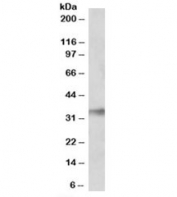 NIMA Related Kinase 7 Antibody Human Lung WB. Western blot testing of human lung tissue lysate with NIMA Related Kinase 7 Antibody at 0.1 ug/ml. Predicted molecular weight: ~34 kDa. NIMA Related Kinase 7 Antibody / Cell Cycle Kinase Antibody detects endogenous NEK7 expression and supports studies of mitotic regulation, centrosome function, kinase signaling and cell cycle control pathways.