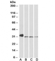 NIMA Related Kinase 7 Antibody Rat and Mouse Tissue WB. Western blot testing of mouse lung, mouse testis, rat lung and rat testis tissue lysates with NIMA Related Kinase 7 Antibody at 0.3 ug/ml. Lane A: mouse lung; Lane B: mouse testis; Lane C: rat lung; Lane D: rat testis. Predicted molecular weight: ~34 kDa. NIMA Related Kinase 7 Antibody / Cell Cycle Kinase Antibody detects endogenous NEK7 expression and supports studies of mitotic regulation, kinase signaling, centrosome function and cell cycle control pathways.