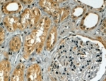 IHC testing of FFPE human kidney with TRIM5 antibody at 4ug/ml. HIER: steamed with pH6 citrate buffer, HRP-staining.
