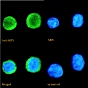 IF/ICC staining of fixed and permeabilized human ThP-1 cells with AKT3 antibody (green) at 10ug/ml and DAPI nuclear stain (blue).