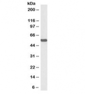 ALDH2 Antibody Biotin Conjugate WB. Western blot testing of mouse liver lysate with biotinylated ALDH2 antibody at 0.3ug/ml. Predicted molecular weight: ~56 kDa.