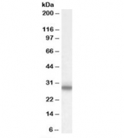Myelin Protein Zero Antibody Rat Spinal Cord WB. Western blot analysis of rat spinal cord lysate using Myelin Protein Zero Antibody. A distinct immunoreactive band is detected at approximately 28 kDa, consistent with the expected molecular weight of MPZ (Myelin Protein Zero/P0). MPZ is the major structural protein of peripheral myelin and functions as a critical adhesion molecule required for myelin compaction, axonal insulation, and normal nerve conduction. Detection of endogenous MPZ in spinal cord-associated nervous tissue demonstrates the utility of this antibody for western blot analysis of myelin-related proteins.