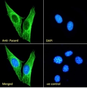 ASC Antibody / PYCARD NIH3T3 Cell IF. Immunofluorescent staining of fixed and permeabilized mouse NIH3T3 cells using ASC Antibody / PYCARD (green) at 10 ug/ml with DAPI nuclear counterstain (blue). PYCARD is detected predominantly within the cytoplasm, consistent with its function as an inflammasome adaptor protein involved in ASC speck formation, inflammatory signaling, and innate immune responses. The merged image demonstrates cytoplasmic localization of PYCARD, while the negative control confirms staining specificity.