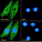 ASC Antibody / PYCARD KNRK Cell IF. Immunofluorescent staining of fixed and permeabilized rat KNRK cells using ASC Antibody / PYCARD (green) at 10 ug/ml with DAPI nuclear counterstain (blue). PYCARD is detected predominantly within the cytoplasm, consistent with its role as an inflammasome adaptor protein that regulates ASC speck formation, inflammatory caspase activation, and innate immune signaling. The merged image demonstrates cytoplasmic localization of PYCARD, while the negative control confirms staining specificity.