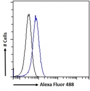 FACS testing of fixed and permeabilized human A549 cells with MURF1 antibody (blue) at 10ug/ml and naive goat Ig (black).