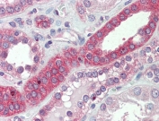 IHC testing of FFPE human kidney tissue with Myo1H antibody at 5ug/ml. Steamed antigen retrieval with citrate buffer pH 6, AP-staining.