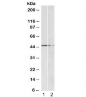 GATA3 Antibody Tonsil Kidney WB. Western blot testing of 1) human tonsil and 2) mouse kidney lysate with GATA3 antibody at 0.5ug/ml. Predicted molecular weight ~50 kDa.