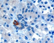IHC testing of FFPE human pancreas with PAR6 antibody at 10ug/ml. Microwaved antigen retrieval with Tris/EDTA buffer pH9, HRP-staining. Cytoplasmic staining of intralobular ducts is seen.
