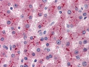 IHC testing of FFPE human liver tissue with CFH antibody at 5ug/ml. Required HIER: steamed antigen retrieval with pH6 citrate buffer; AP-staining.